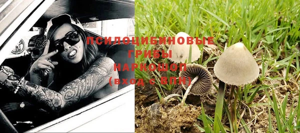 хмурый Аркадак